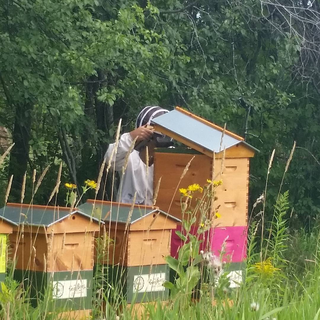 beekeeper tending to beehives