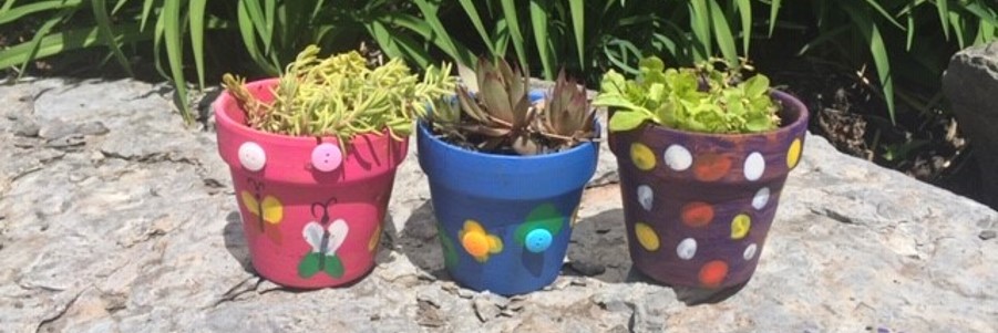 three plants in pots